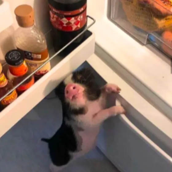 A photograph of a small pig climbing into an open fridge