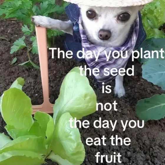 A chihuahua in a vegetable patch, captioned "The day you plant the seed is not the day you eat the fruit"